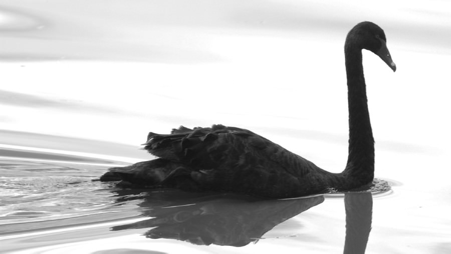 Black Swan in Trading: How to Protect Yourself